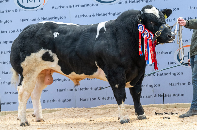 Solway View Unionjack sup champ 14,000gns